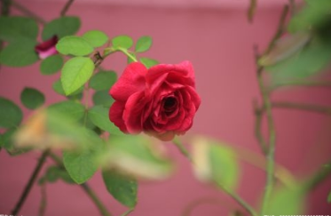 单县“业务+数据”“双主审”审计模式助力民生事业健康发展(图1)