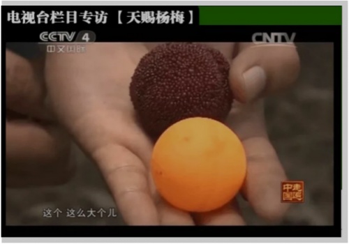 仙居杨梅什么时候上市？6月中旬采摘正当时