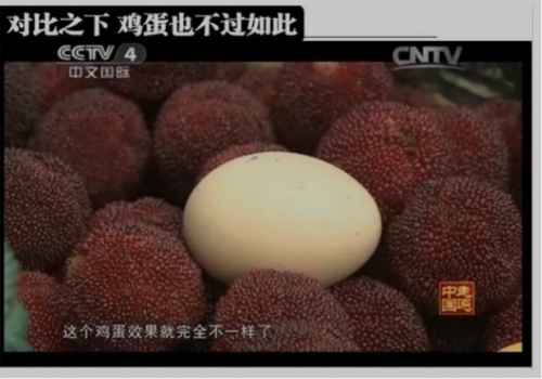仙居杨梅什么时候上市？6月中旬采摘正当时