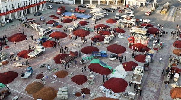 柘城首次登陆“多多丰收馆”拼多多助力当地椒农丰产丰收(图1) “中国辣椒之都”柘城首次登陆“多多丰收馆” 拼多多助力当地椒农丰产丰收