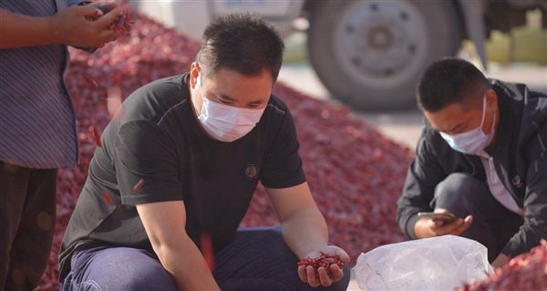 柘城首次登陆“多多丰收馆”拼多多助力当地椒农丰产丰收(图3) “中国辣椒之都”柘城首次登陆“多多丰收馆” 拼多多助力当地椒农丰产丰收