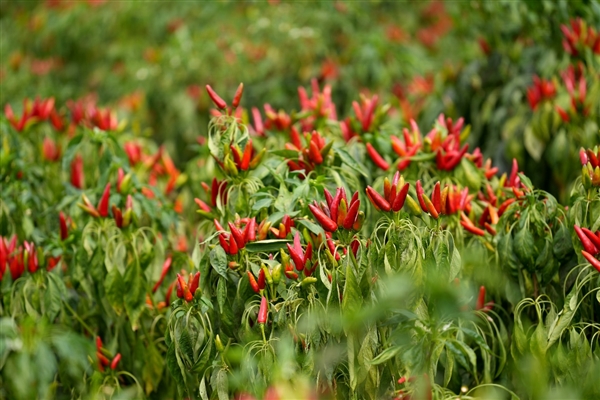 柘城首次登陆“多多丰收馆”拼多多助力当地椒农丰产丰收(图2) “中国辣椒之都”柘城首次登陆“多多丰收馆” 拼多多助力当地椒农丰产丰收