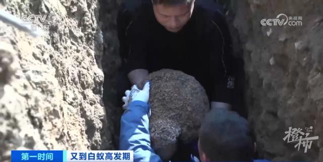 浙江罕见的3后1王的白蚁巢里白蚁数或超百万,千里之堤毁于蚁穴需重视(图1)