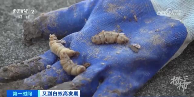 浙江罕见的3后1王的白蚁巢里白蚁数或超百万,千里之堤毁于蚁穴需重视(图3)