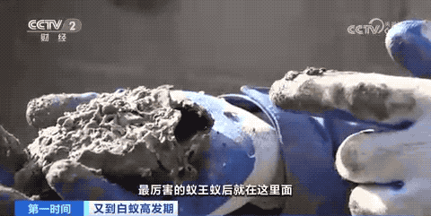 浙江罕见的3后1王的白蚁巢里白蚁数或超百万,千里之堤毁于蚁穴需重视(图2)