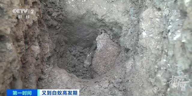 浙江罕见的3后1王的白蚁巢里白蚁数或超百万,千里之堤毁于蚁穴需重视(图5)