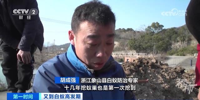 浙江罕见的3后1王的白蚁巢里白蚁数或超百万,千里之堤毁于蚁穴需重视(图4)