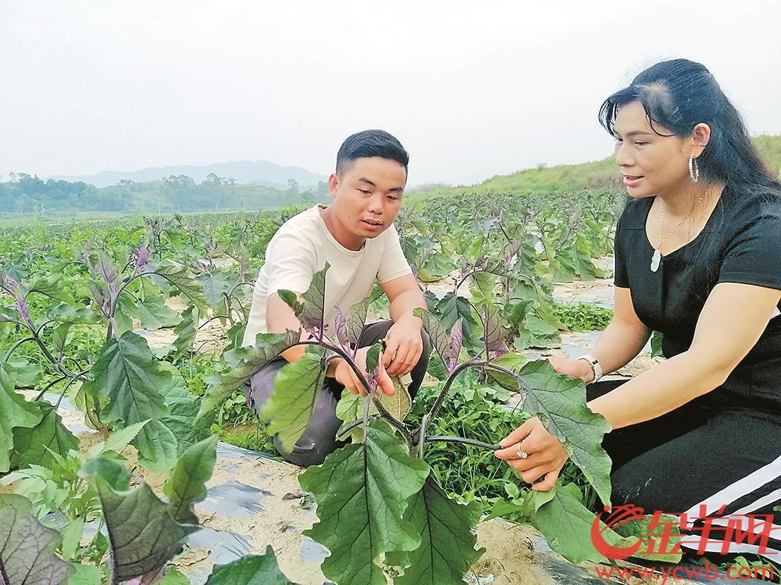 
		         肇庆封开罗董镇：发展订单农业 唤醒沉睡耕地
		  