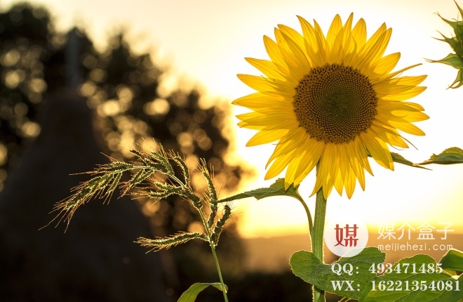 软文发布计划如何制定？软文发布需要什么技巧？