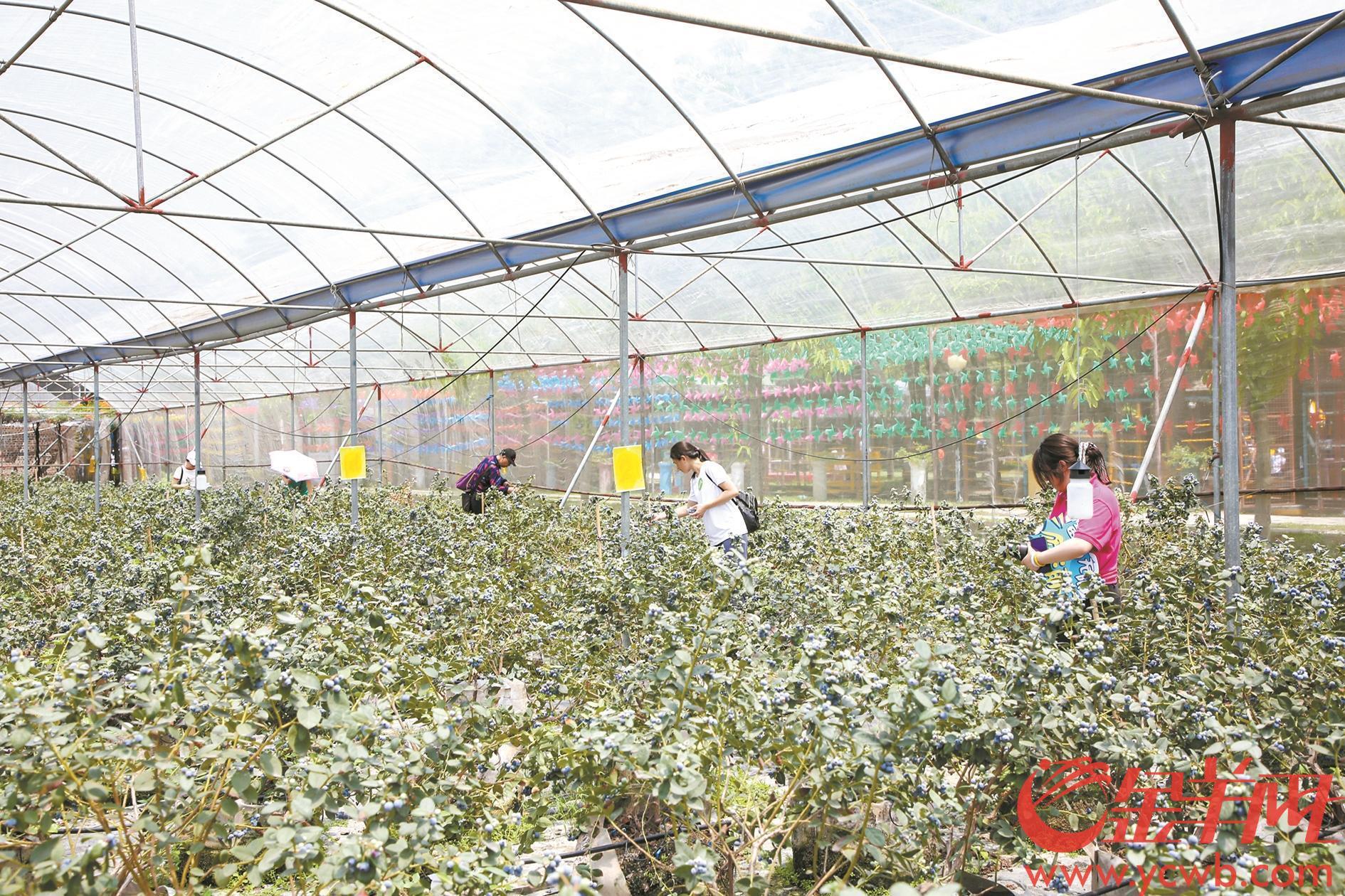
		         引种新品开花结果 岭南佳果添生力军
		      