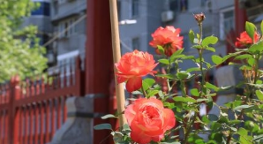 柳江区“党建引领+护航共建” 激发企业清廉发展活力